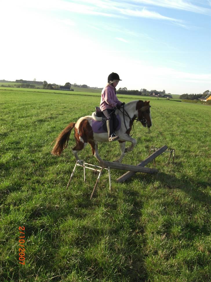 Pinto kærvangs Jolly R.I.P - spring trening på marken billede 3