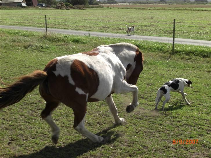 Pinto kærvangs Jolly R.I.P - jolly er ikke lige hunde ælsker så hun viser hurtig vejen ud  billede 5