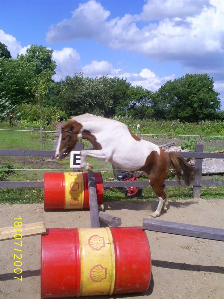 Pinto kærvangs Jolly R.I.P - jolly løs springer billede 6