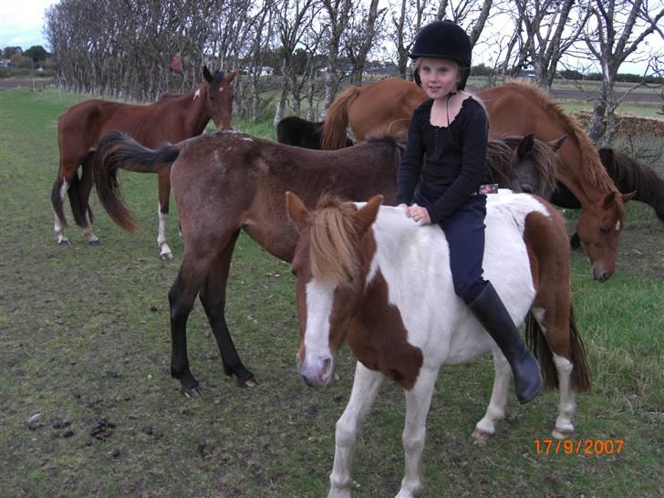Pinto kærvangs Jolly R.I.P - jeg rider på folden billede 7