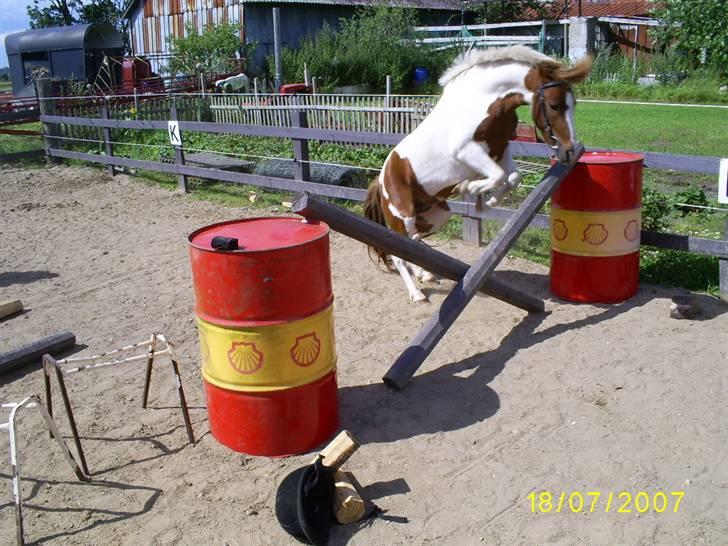 Pinto kærvangs Jolly R.I.P - jolly løsspringer billede 8