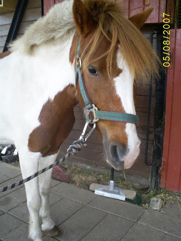 Pinto kærvangs Jolly R.I.P - jolly står på stald gangen billede 9