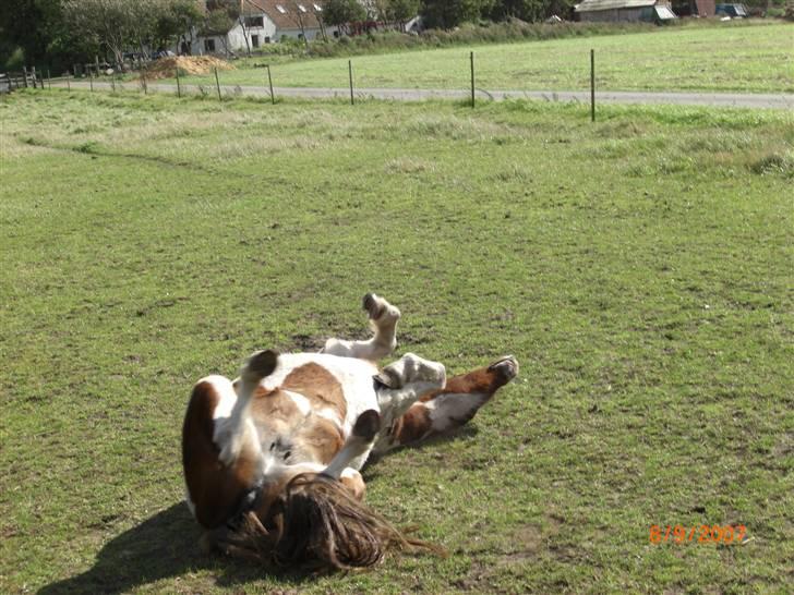Pinto kærvangs Jolly R.I.P - jolly roller på folden billede 10