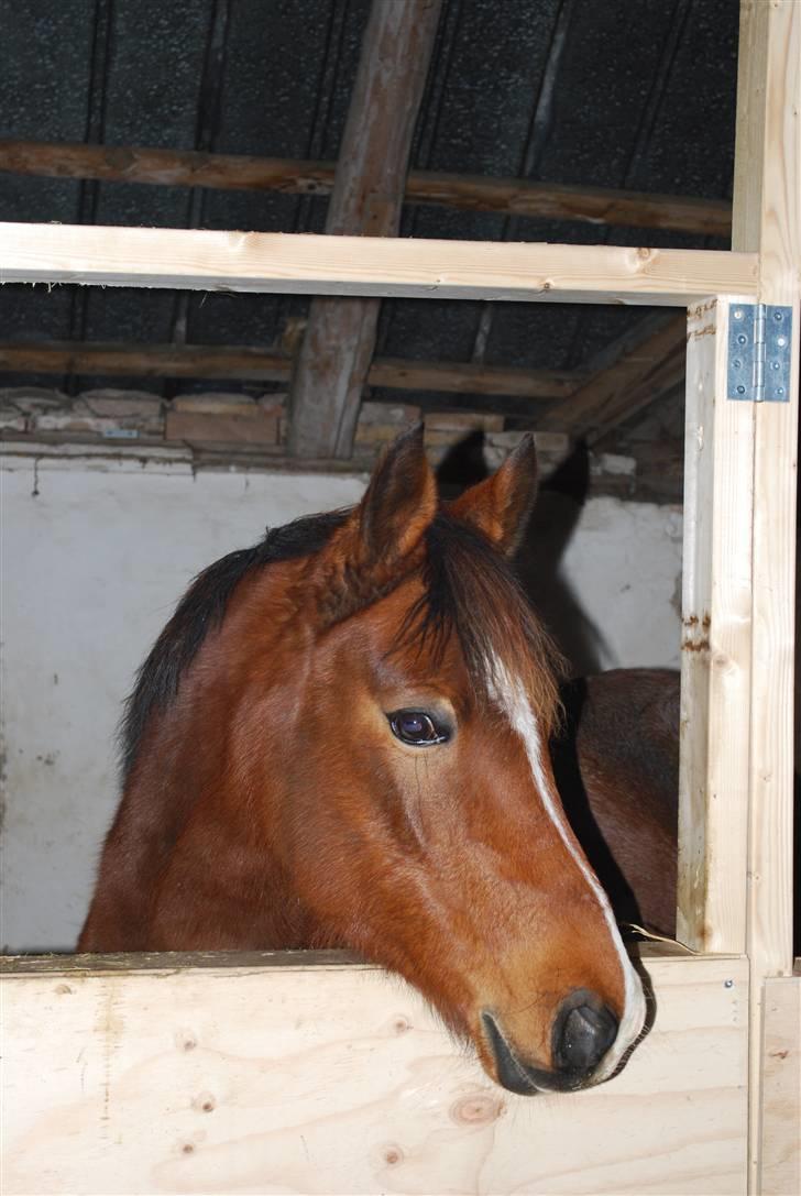 DSP Nørlunds Eliza (Solgt) billede 11