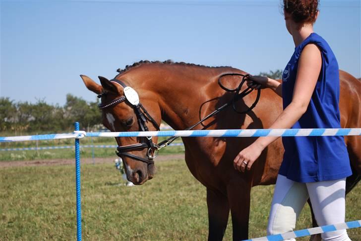 DSP Nørlunds Eliza (Solgt) - Følskue 2008 billede 12