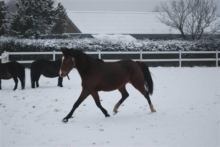 DSP Nørlunds Eliza (Solgt) - fede billede 13