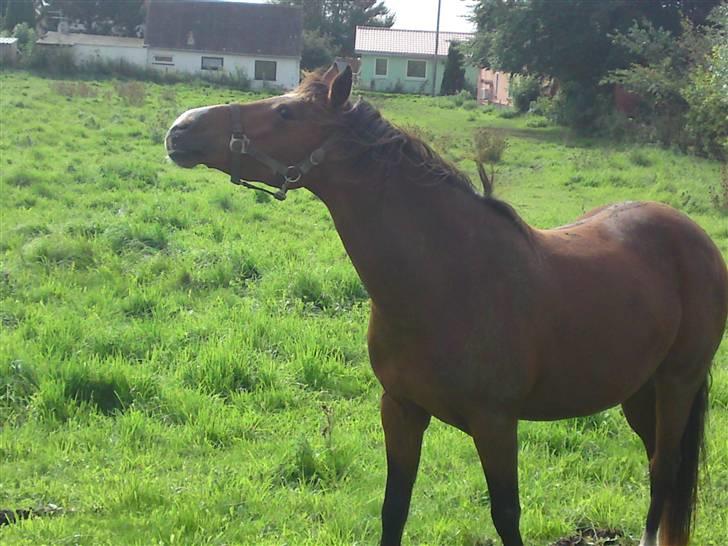 DSP Nørlunds Eliza (Solgt) - Eliza er spiser et rigtig godt æble billede 14