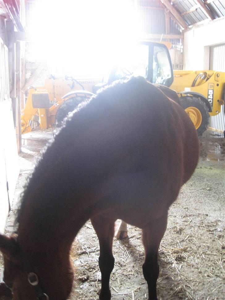 DSP Nørlunds Eliza (Solgt) - Eliza´s mave 4 måneder til termin billede 15