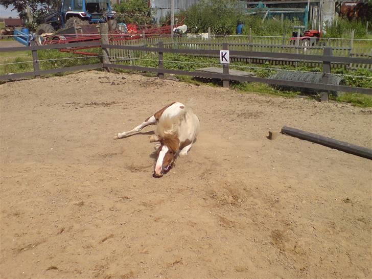 Pinto kærvangs Jolly R.I.P - jolly ligger på ridebanen billede 12