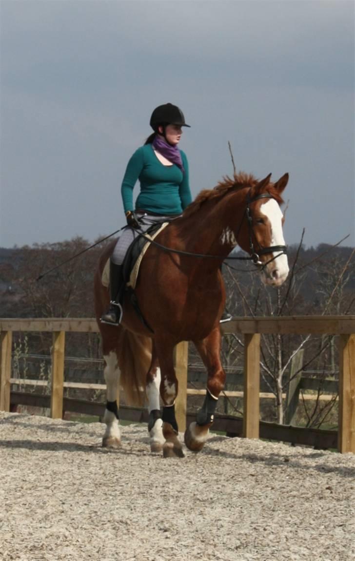 Hollandsk Varmblod Sonny - 18/4 2010 billede 14