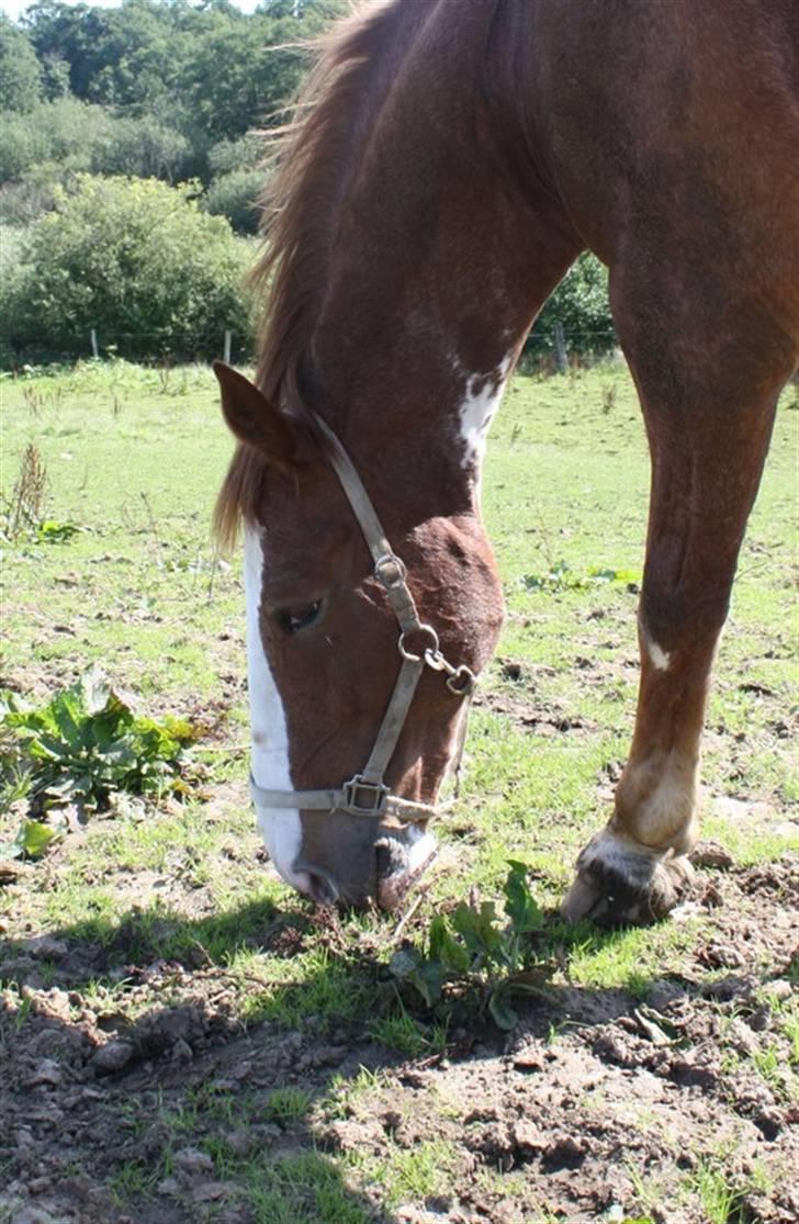 Hollandsk Varmblod Sonny - På fold (31/8 2008) billede 15