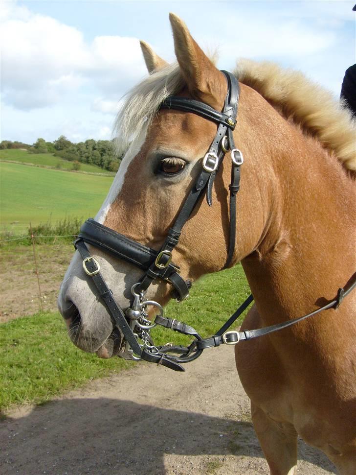 Haflinger Cora *solgt* - masser af spændende ting til stævne da ... hun faldt helt i staver :) billede 7