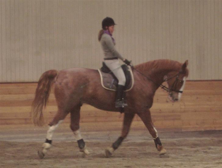 Hollandsk Varmblod Sonny - Dressurtræning (18/5 2008) billede 16