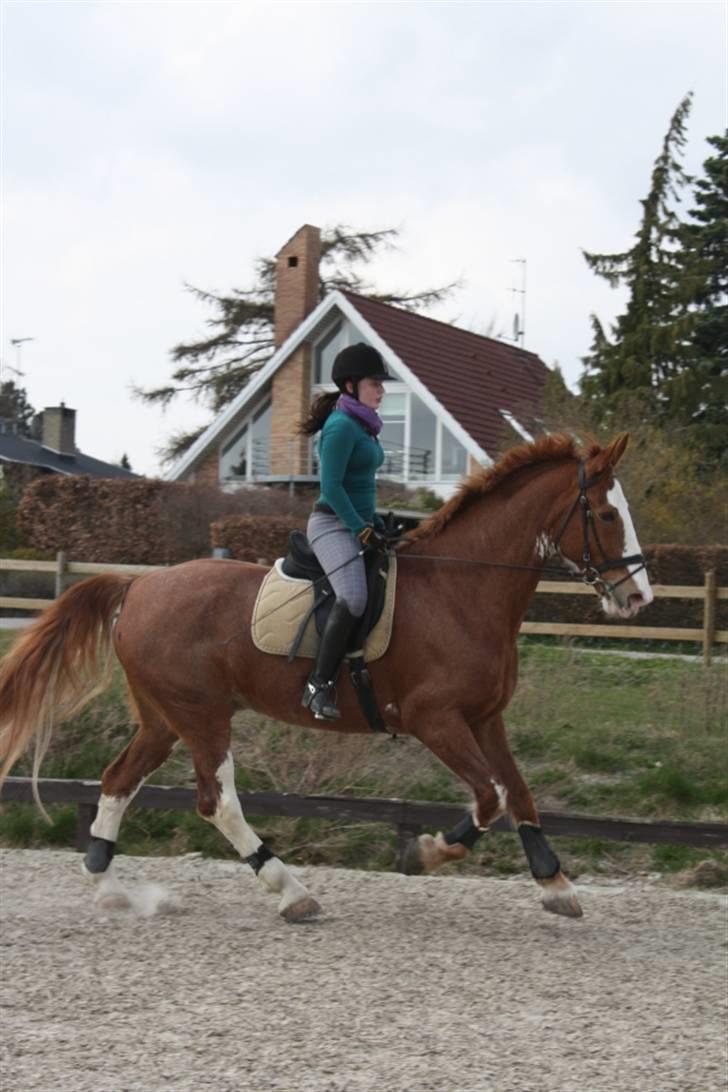 Hollandsk Varmblod Sonny - Dressur 18/4 2010 billede 17