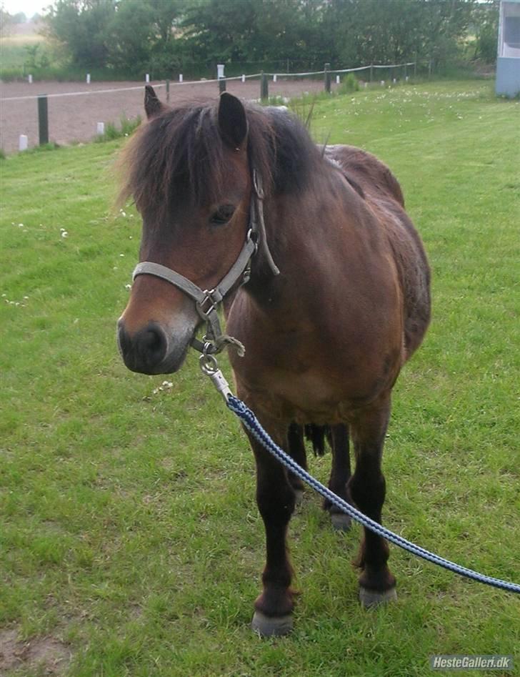 Anden særlig race Ibrahim <3.,- - Ibrahim Med Ned på Seden rideklub. han er Bare Sød! billede 1