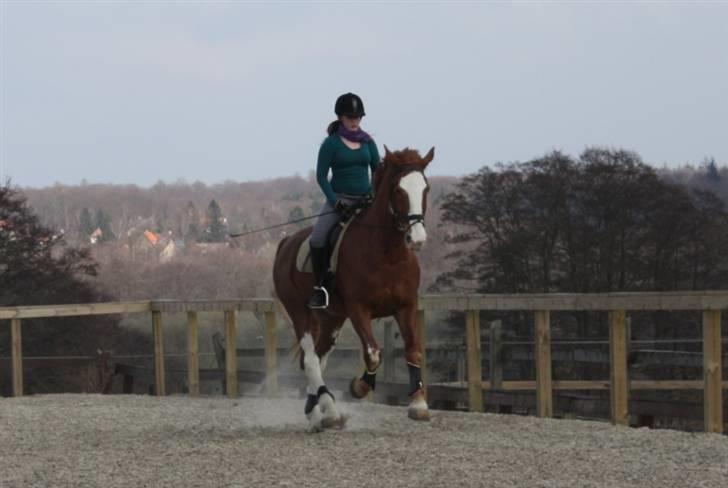 Hollandsk Varmblod Sonny - Dressur 18/4 2010 billede 18