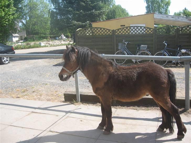 Anden særlig race Ibrahim <3.,- - Ibrahim Hehe <3 billede 2