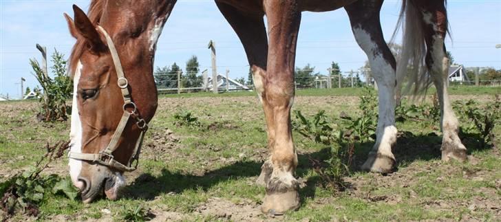 Hollandsk Varmblod Sonny billede 19