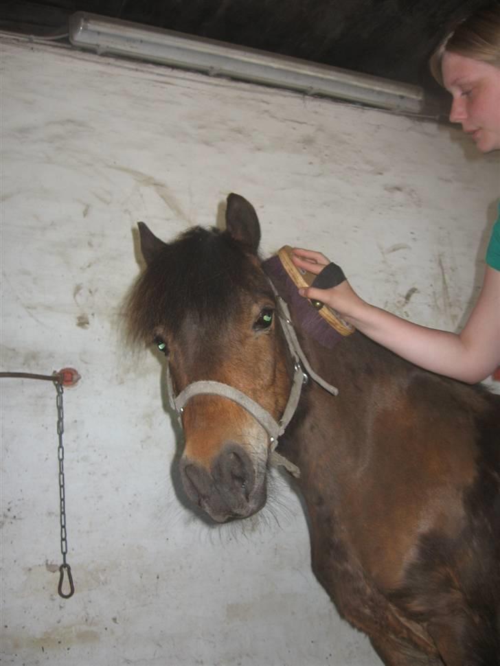 Anden særlig race Ibrahim <3.,- - Han elsker at Blive Striglet og nusset om! billede 4