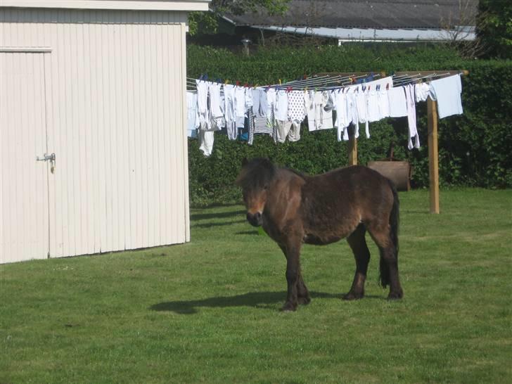 Anden særlig race Ibrahim <3.,- - Ibber Hjemme Ved Sanne :D billede 6