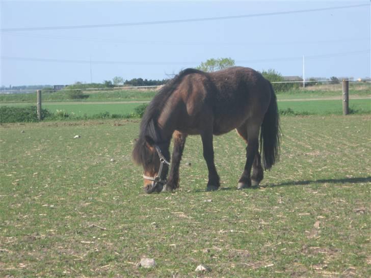 Anden særlig race Ibrahim <3.,- - Ibber på Folden.. billede 8