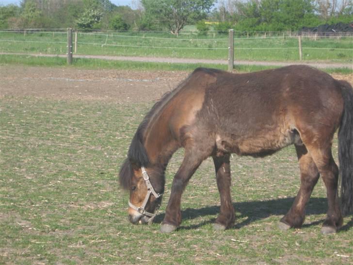 Anden særlig race Ibrahim <3.,- - på Folden igen.. billede 9