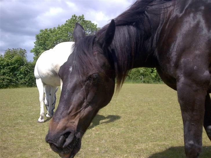 Traver Lizette Lund †090608† - Pruhh og fnyyys billede 13