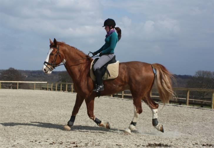 Hollandsk Varmblod Sonny - Dressur 18/4 2010 billede 20