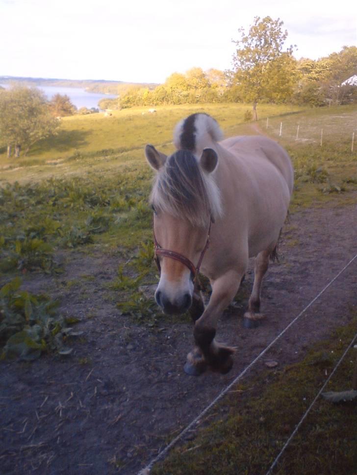 Fjordhest Hitra   / SOLGT / billede 11