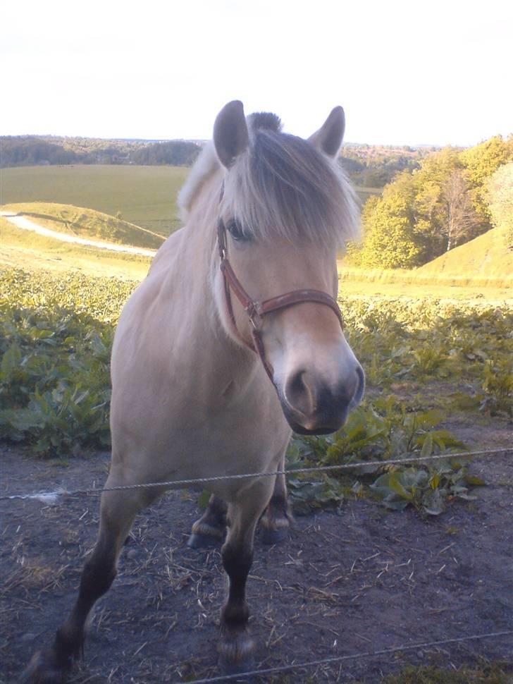 Fjordhest Hitra   / SOLGT / billede 12