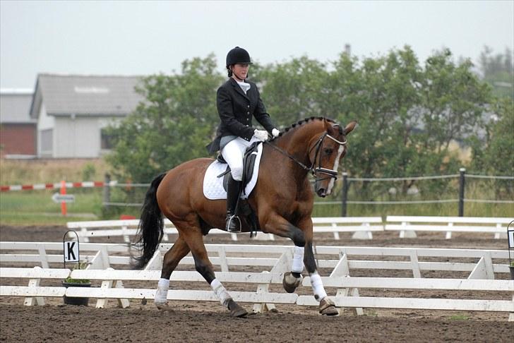 Dansk Varmblod Kalumhus' Kazio - La1 i Ribe billede 21