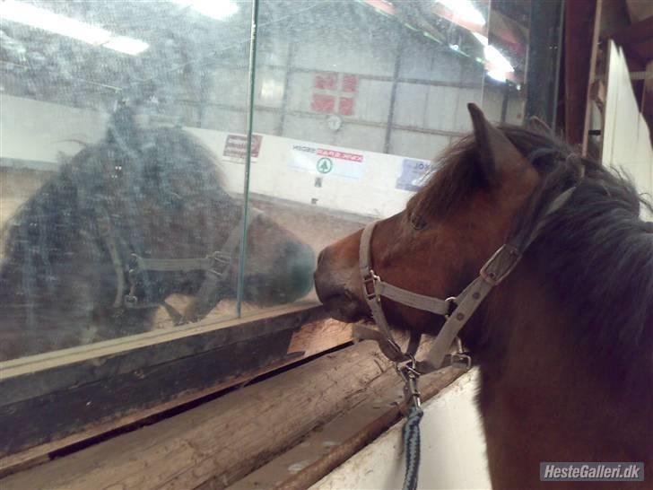 Anden særlig race Ibrahim <3.,- - Han Ser sig selv i spejlet.. Han er Skør! Hehe billede 11