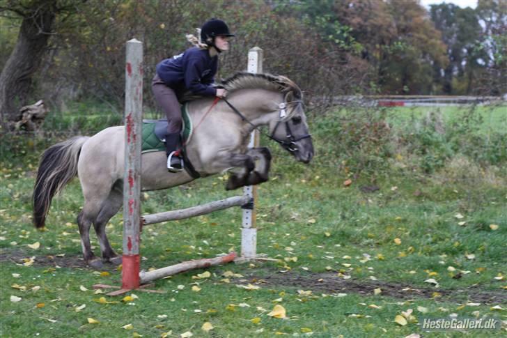 Anden særlig race Lucas<3 (SOLGT & SAVNET!) - # 3. elsker dig af hele mit hjerte min skat, vil aldrig miste dig <33 :´) Foto: Nadia Jørgensen billede 3