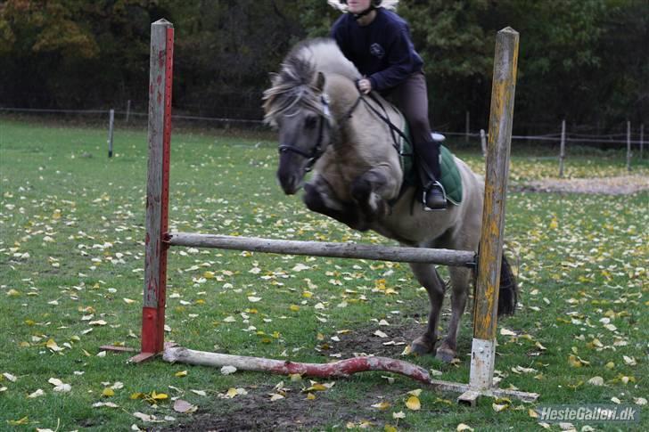 Anden særlig race Lucas<3 (SOLGT & SAVNET!) - # 4. Miiin Springer <33 Elsker den pony !! Foto: Nadia Jørgensen billede 4