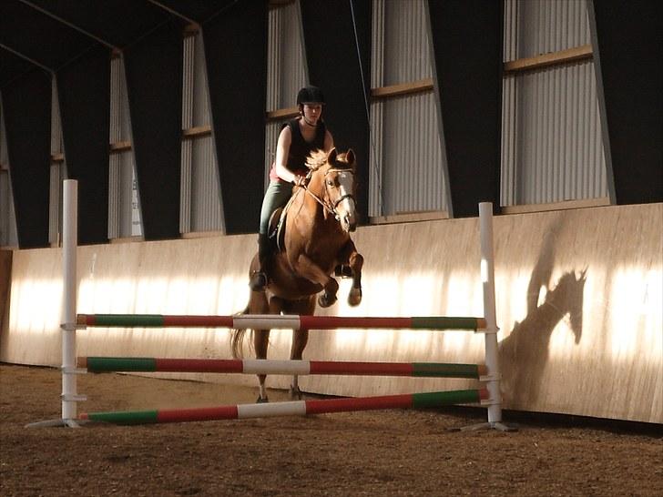 Welsh Partbred (Sec F) Liezelshof Benji - R.I.P - "Du ta'r mig op til månen og tilbage."  billede 13