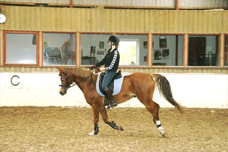 Welsh Partbred (Sec F) Liezelshof Benji - R.I.P - "Husk - Dine drømme bliver først håbløse den dag du opgiver at forfølge dem!"
Foto: Lillian Boserup. billede 15