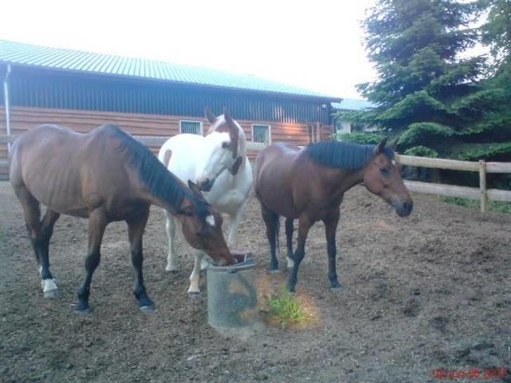 Dansk Varmblod Benjamin - den store. <3 billede 13