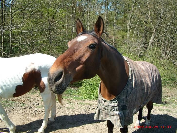 Dansk Varmblod Benjamin - den store. <3 billede 14