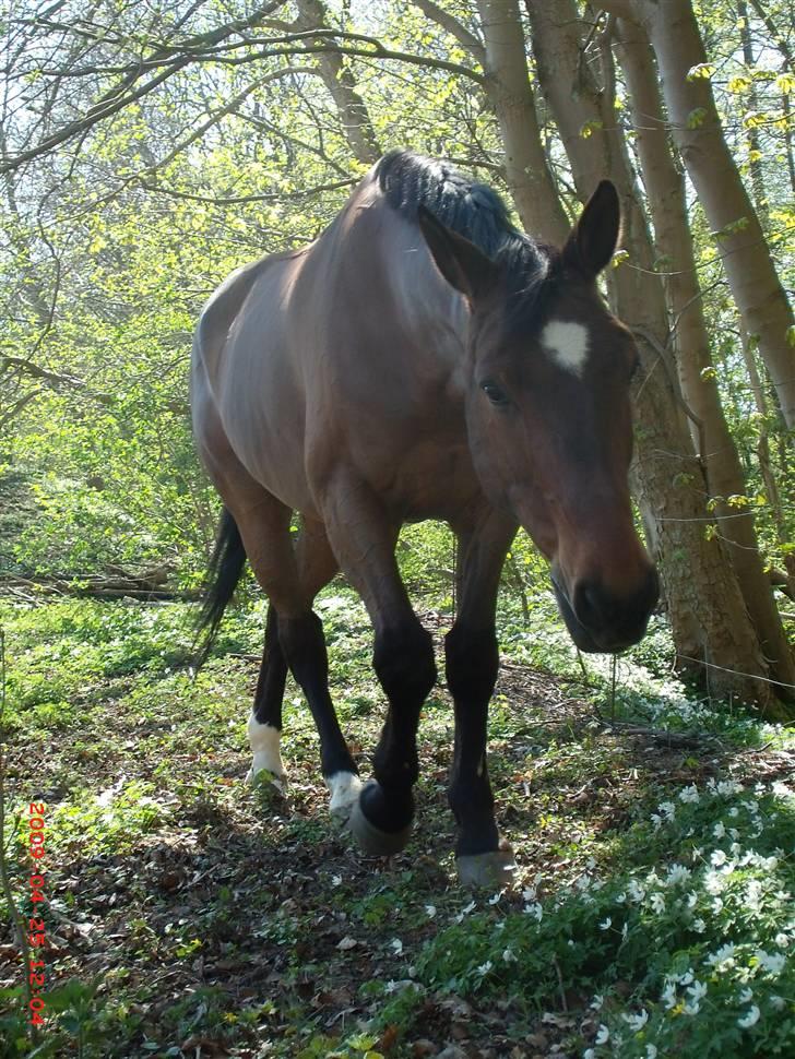 Dansk Varmblod Benjamin - den store. <3 billede 15
