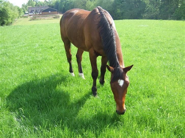 Dansk Varmblod Benjamin - den store. <3 billede 16