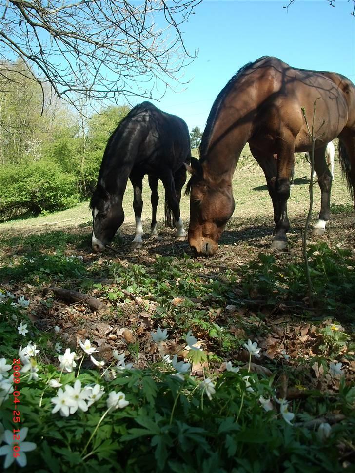 Dansk Varmblod Benjamin - den store. <3 billede 17