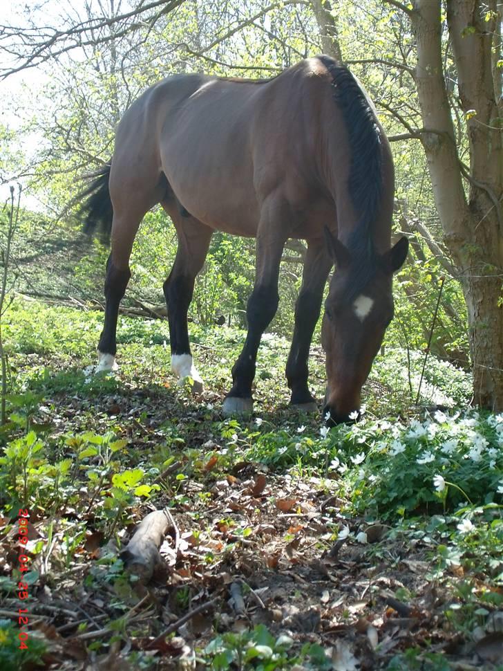 Dansk Varmblod Benjamin - den store. <3 billede 18