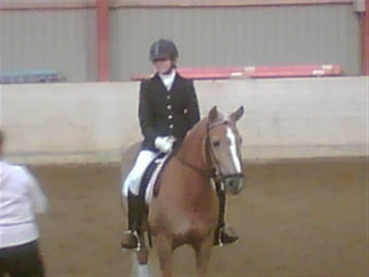 Haflinger Meike - solgt -  - præmie overrækkelse vii vandt :D selv om ens hest rækker tunge må mann tro på´e den alligevel=D billede 12