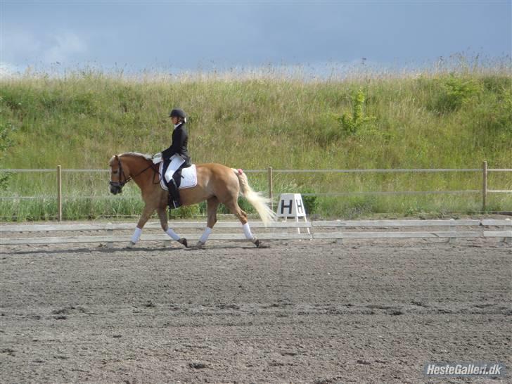Haflinger Meike - solgt -  -  vii vandt :D selv om ens hest rækker tunge må mann tro på´e den alligevel =D Love yá billede 13