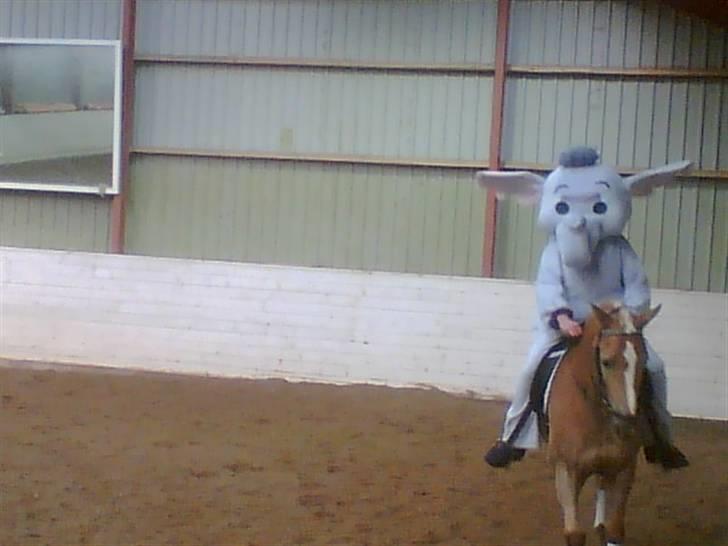 Haflinger Meike - solgt -  - vii var haffelaf &&´ blev nr. 2 &&´ vandt bedste udklædning, min moar syede! =D billede 15