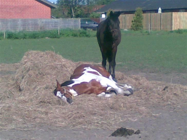 Hollandsk Varmblod Riviera AFLIVET :'( billede 7