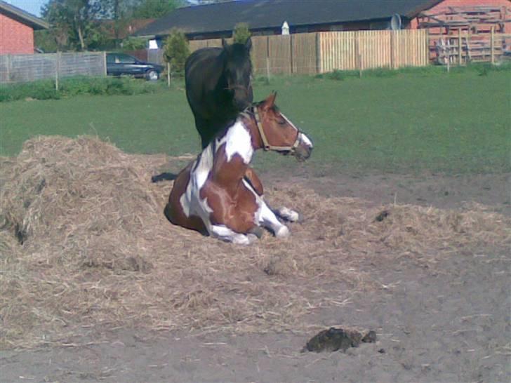 Hollandsk Varmblod Riviera AFLIVET :'( billede 8