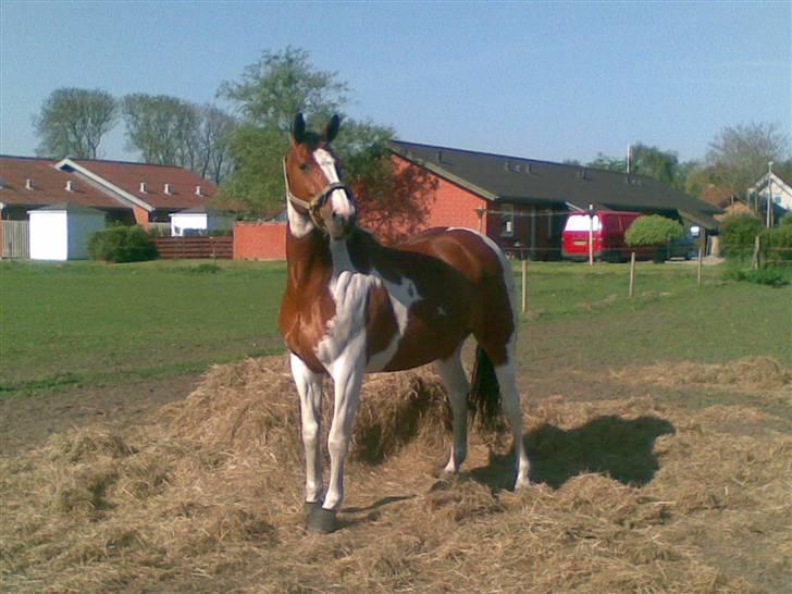 Hollandsk Varmblod Riviera AFLIVET :'( billede 9