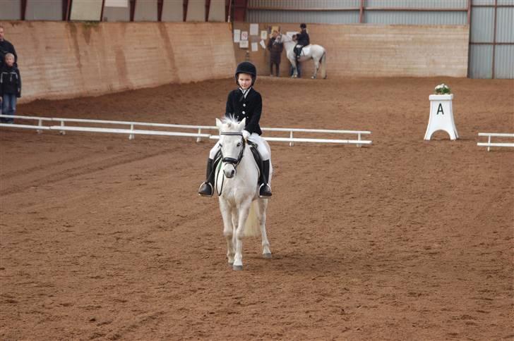 Welsh Pony (sec B) Pingo>R.I.P<savner dig † - Klar til hilsen til stævne i OHR.           foto:tror jannie billede 7