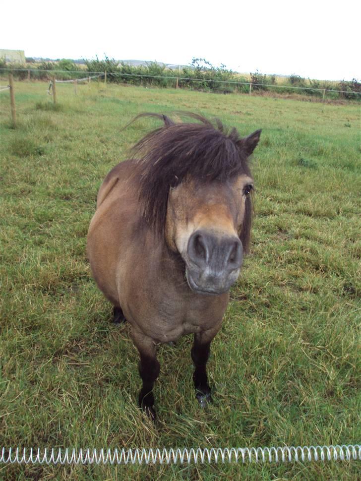 Shetlænder Laban billede 3